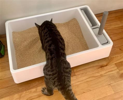best cat lotter|Iba pa.